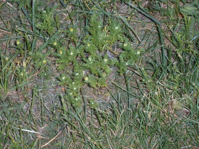 [Thumbnail for chamomile in grass.JPG]